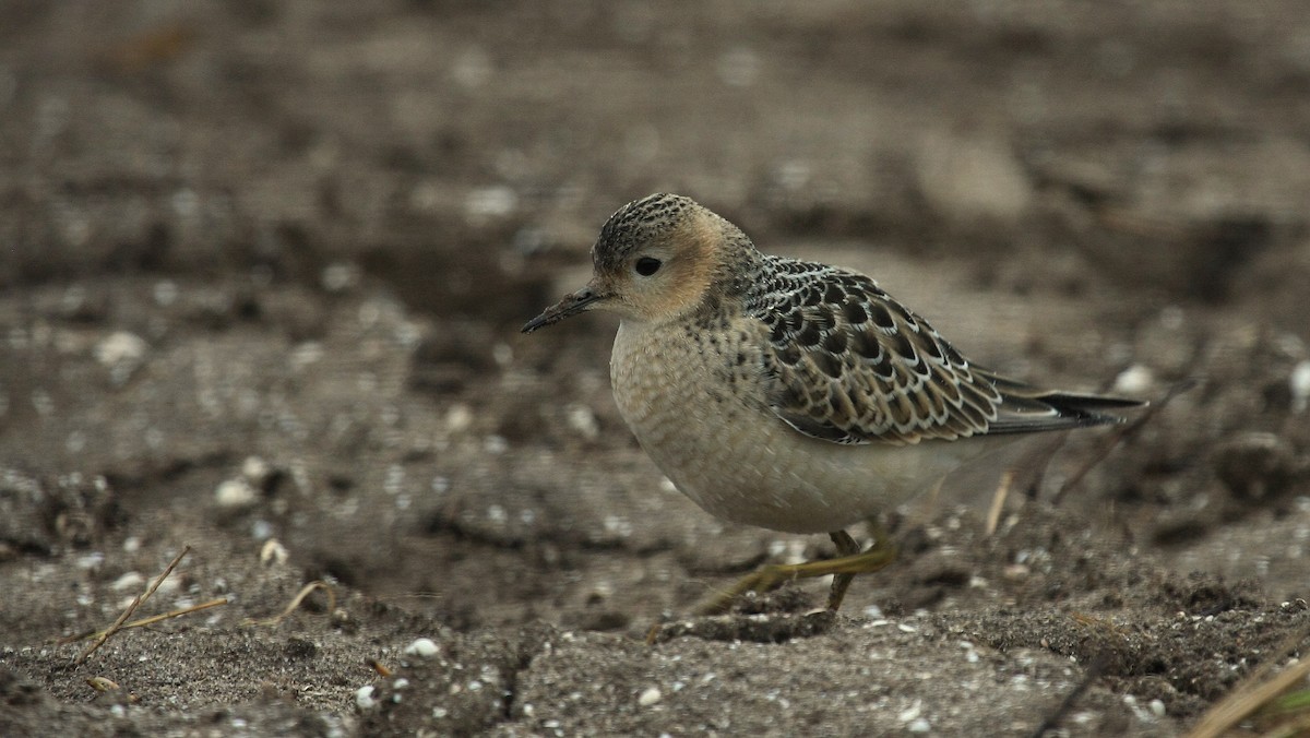 Buff-breasted Sandpiper - ML67582531