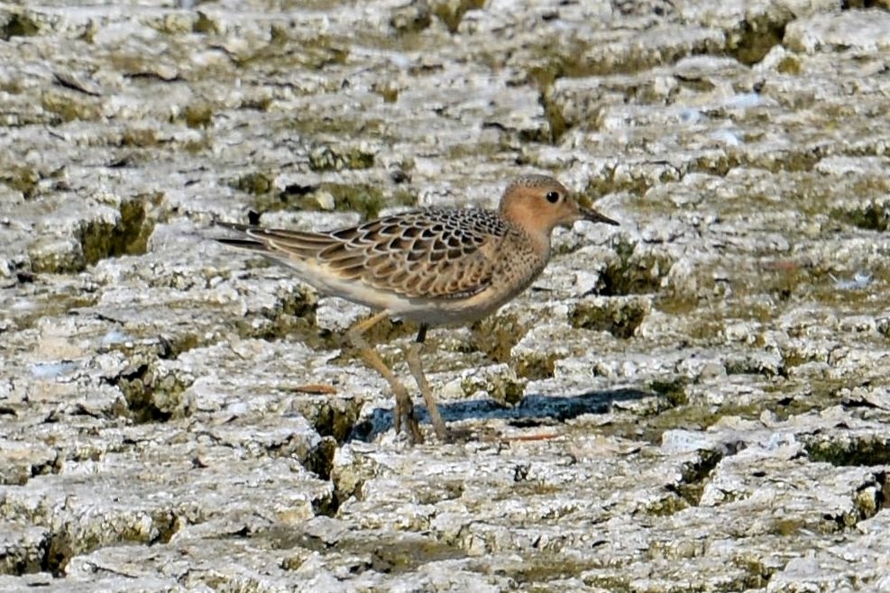 Жовтоволик - ML67583341