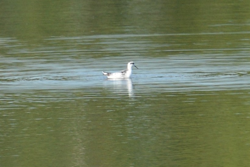 Red-necked Phalarope - Beth McBroom