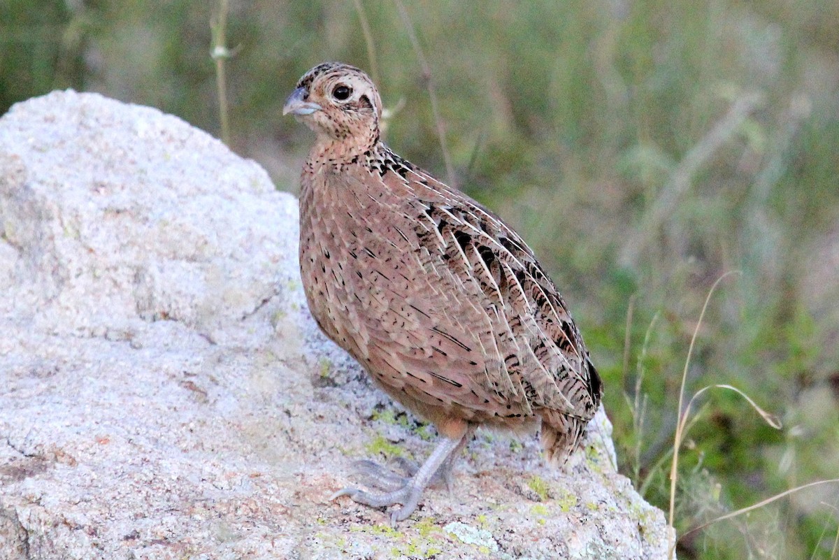 Montezuma Quail - ML67584101