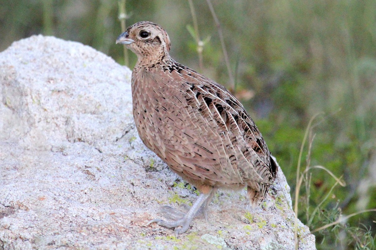 Montezuma Quail - ML67584131