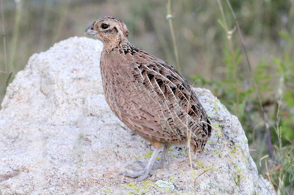 Montezuma Quail - ML67584141