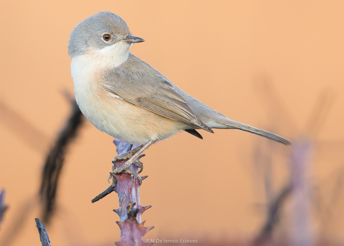 Western Subalpine Warbler - PMDE ESTEVES