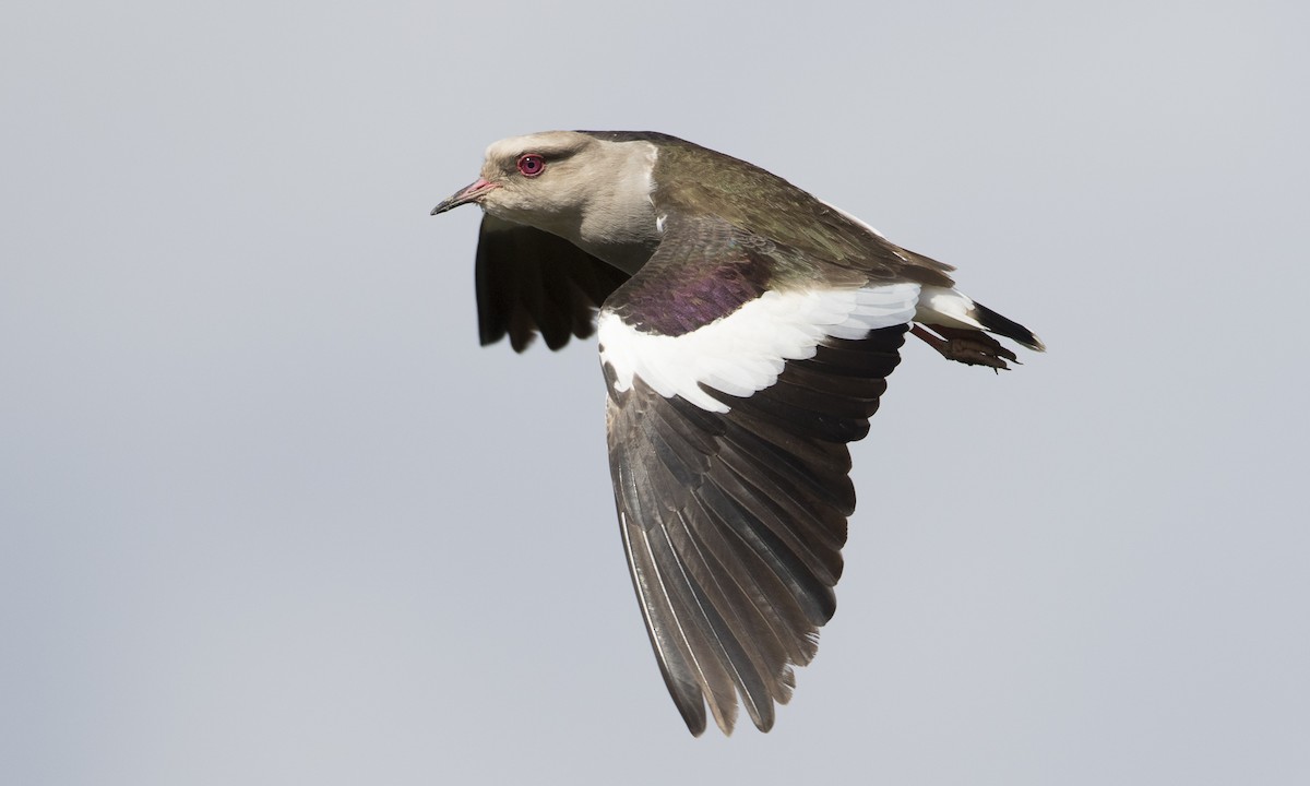 Andean Lapwing - Brian Sullivan