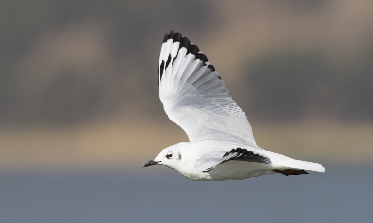 Andean Gull - ML67589211