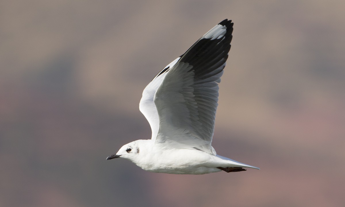 Andean Gull - Brian Sullivan