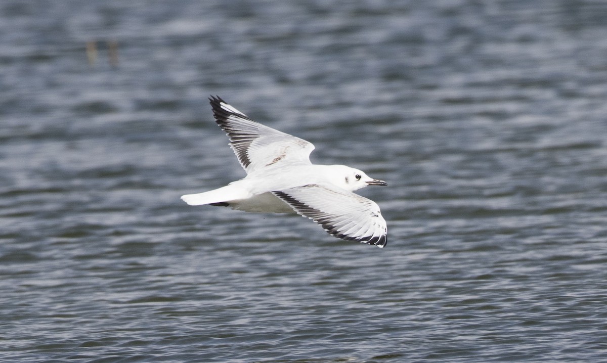 Andean Gull - Brian Sullivan