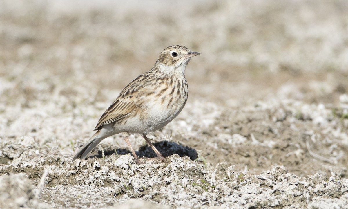 Puna Pipit - Brian Sullivan