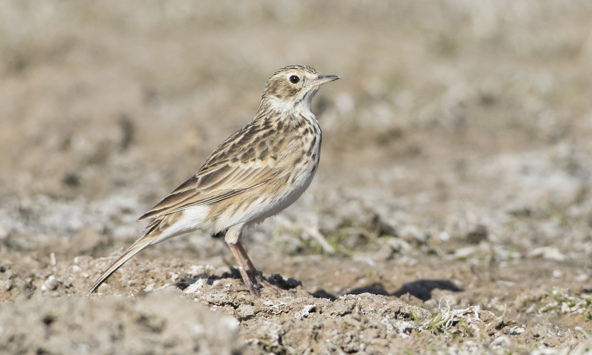 Puna Pipit - Brian Sullivan