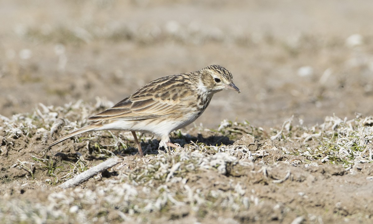 Puna Pipit - ML67589341