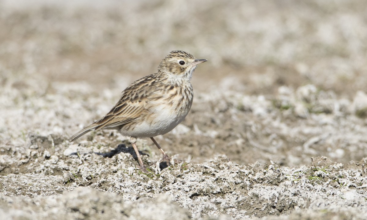 Puna Pipit - Brian Sullivan