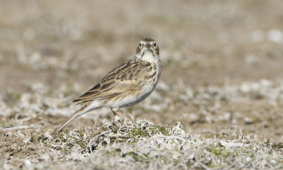 Puna Pipit - ML67589361