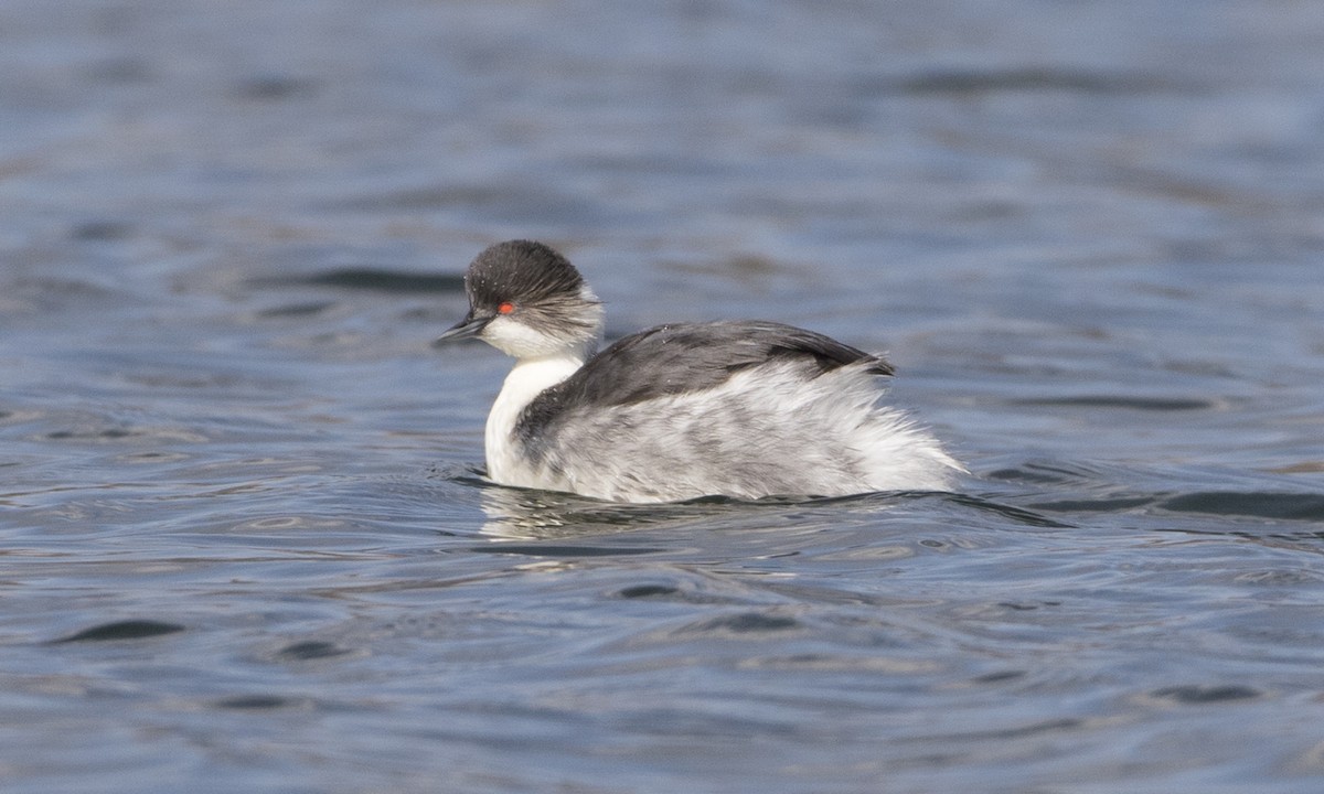 Silvery Grebe - Brian Sullivan