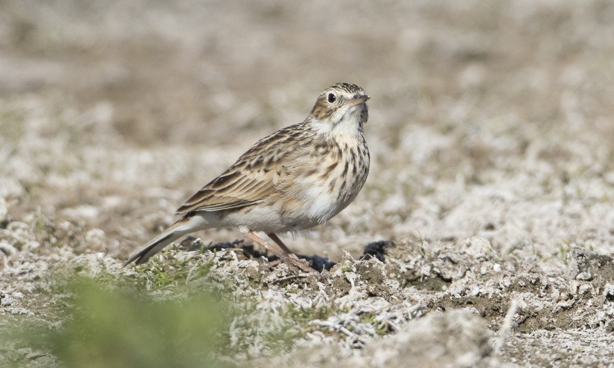 Puna Pipit - Brian Sullivan