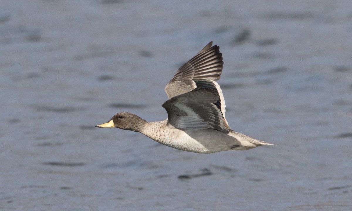 Yellow-billed Teal - Brian Sullivan