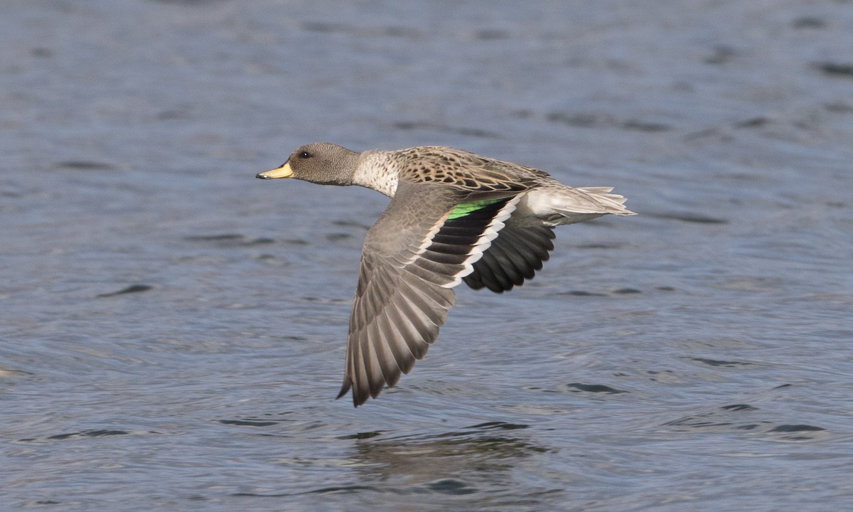 Yellow-billed Teal - ML67589511