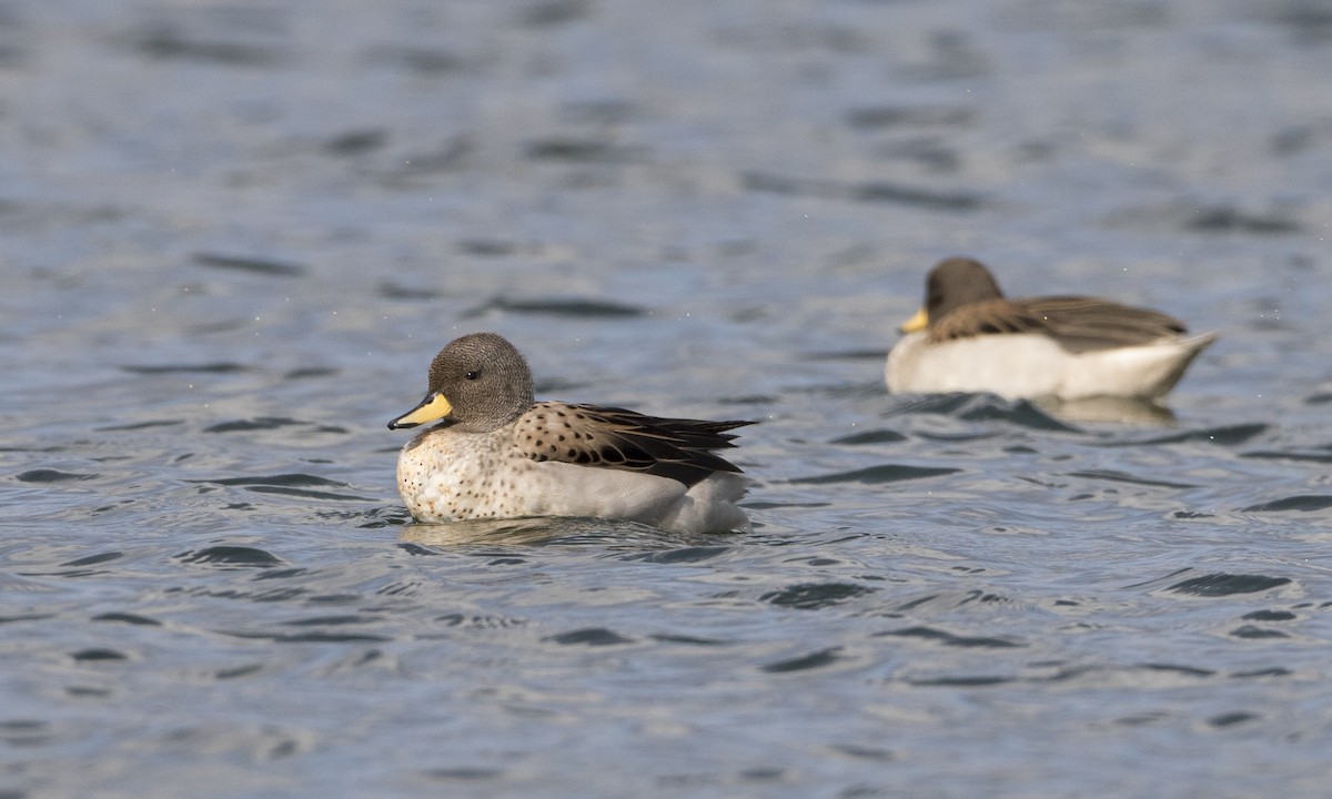 Yellow-billed Teal - ML67589541