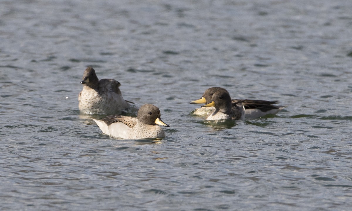 Yellow-billed Teal - ML67589551