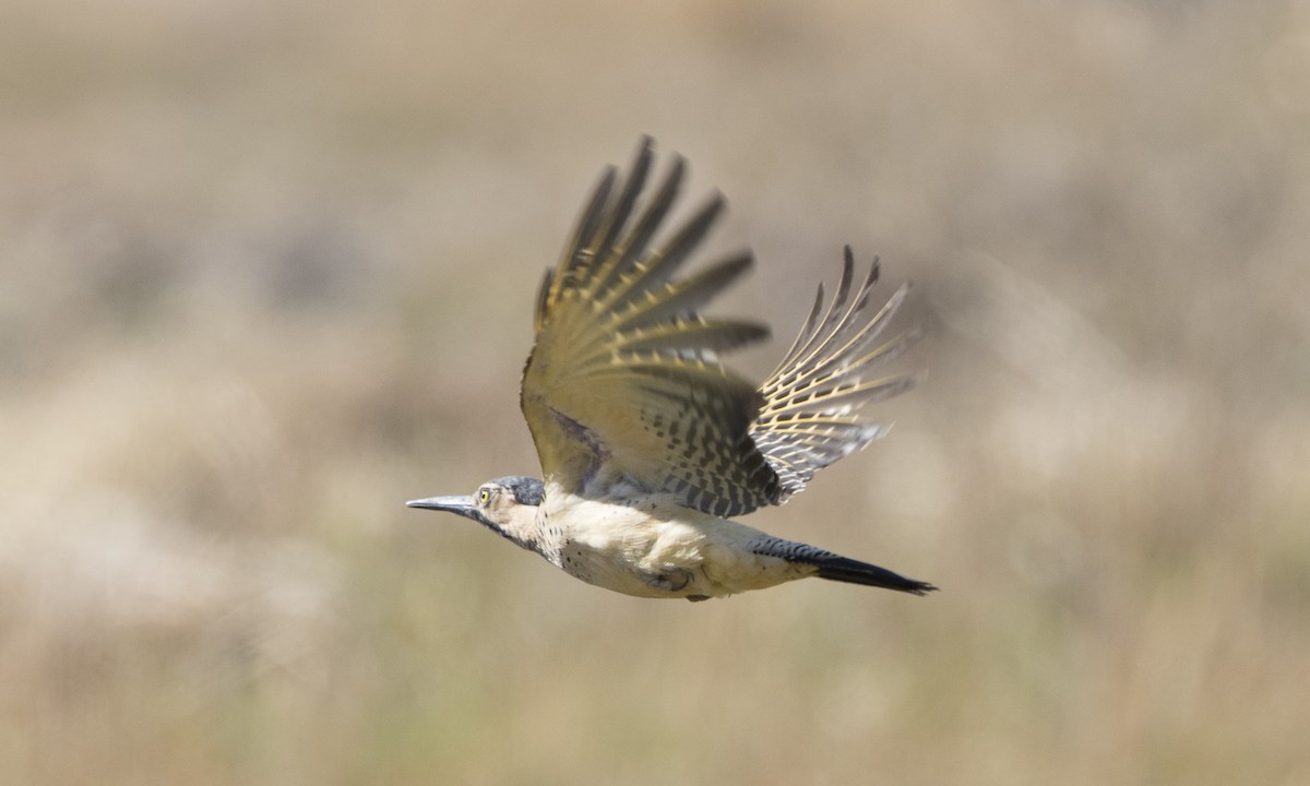 Andean Flicker - Brian Sullivan