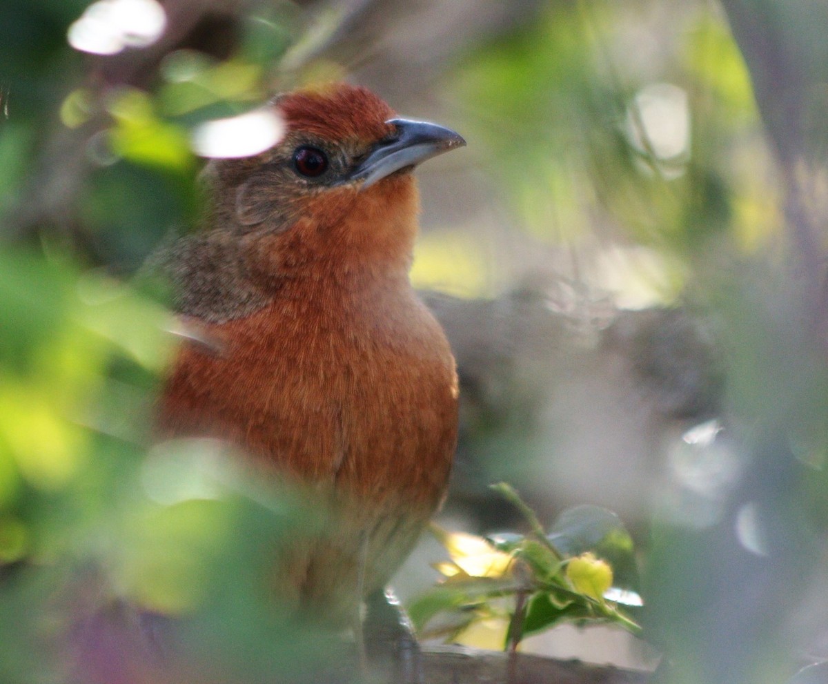 Orange-breasted Thornbird - ML67589961