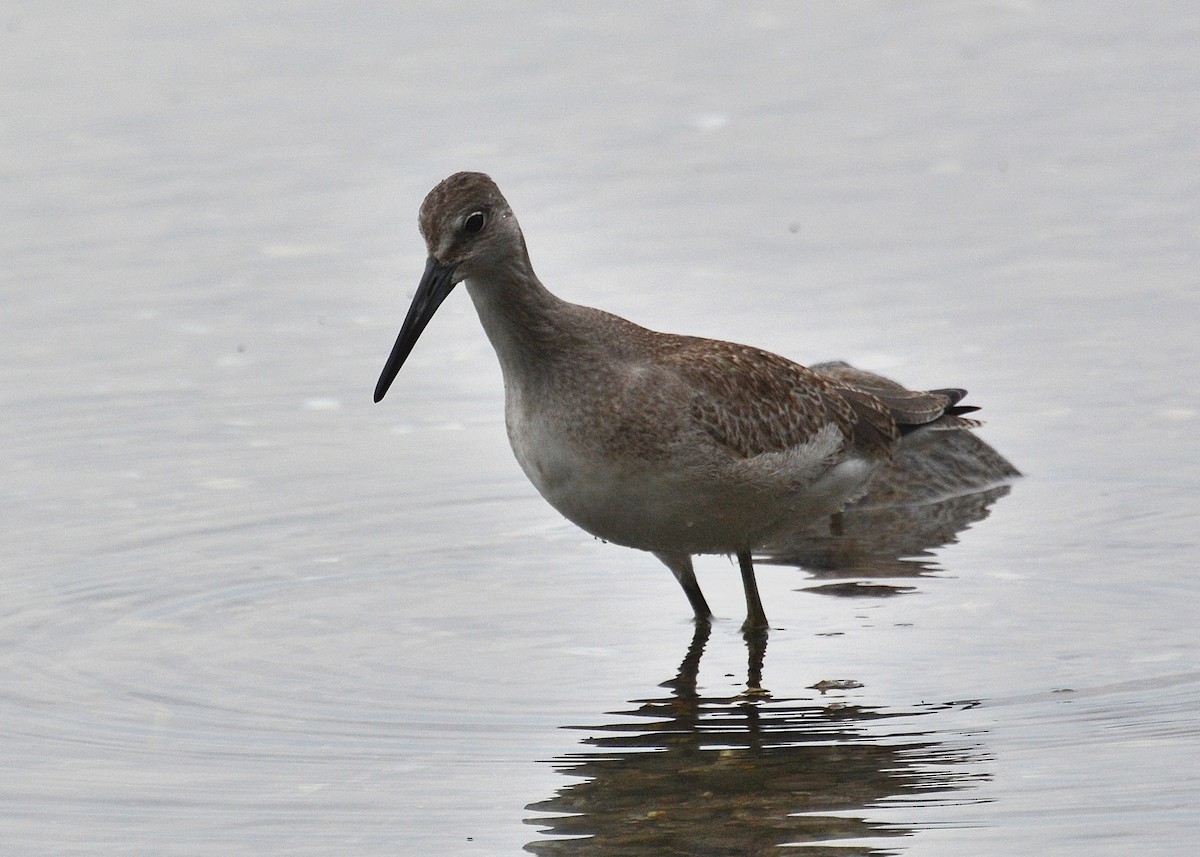 Willet (Western) - ML67590171