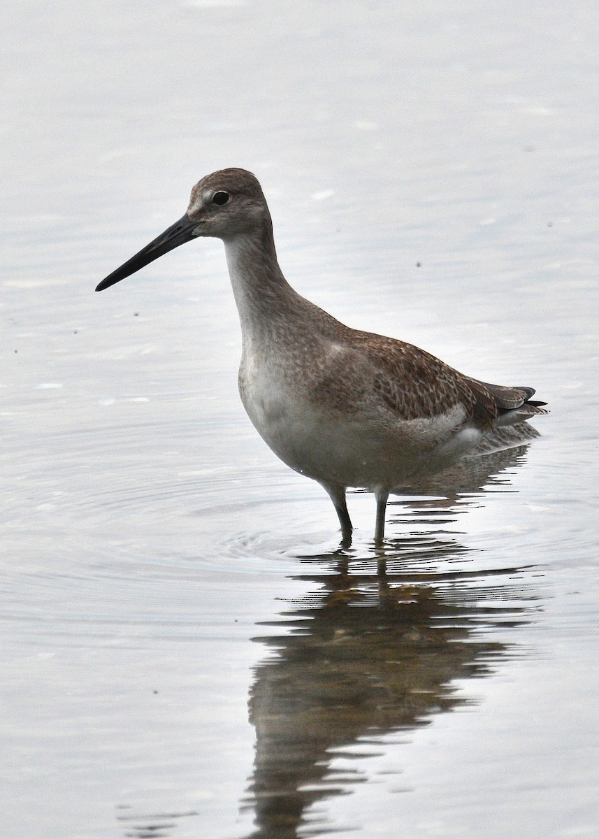 Willet (Western) - ML67590181