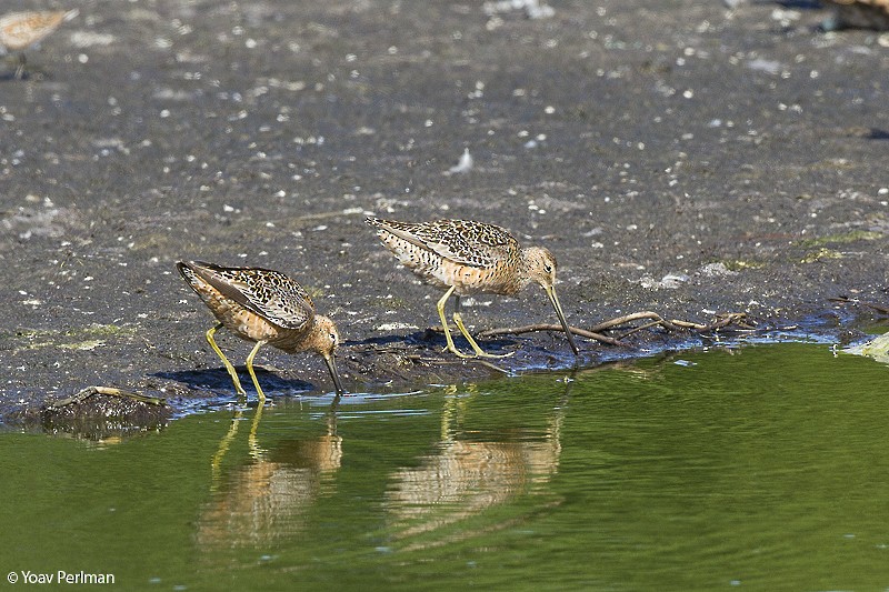 Long-billed Dowitcher - ML67591321