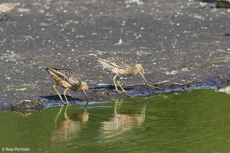 langnebbekkasinsnipe - ML67591321