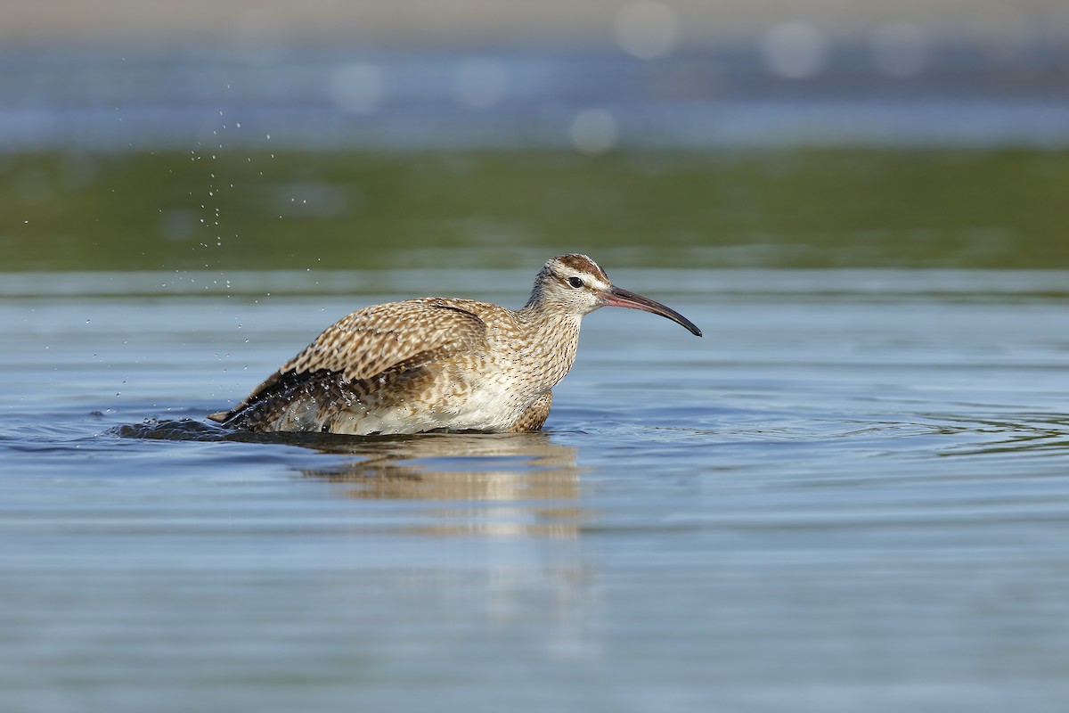 Whimbrel - ML67591701