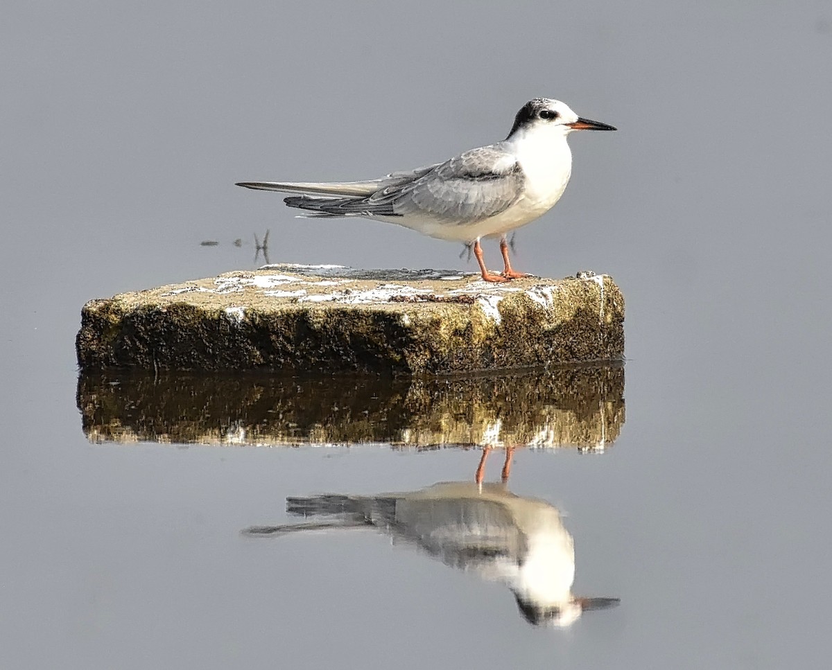 Common Tern - ML67593041