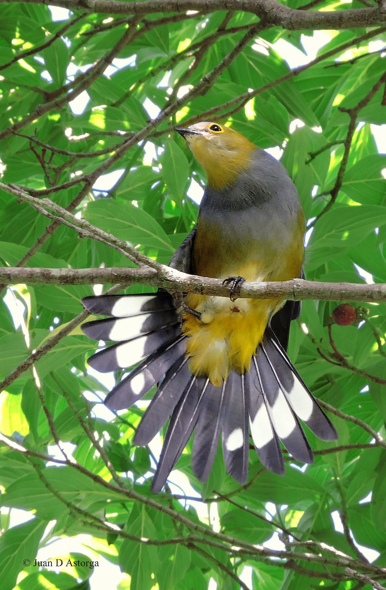 Long-tailed Silky-flycatcher - ML67594471