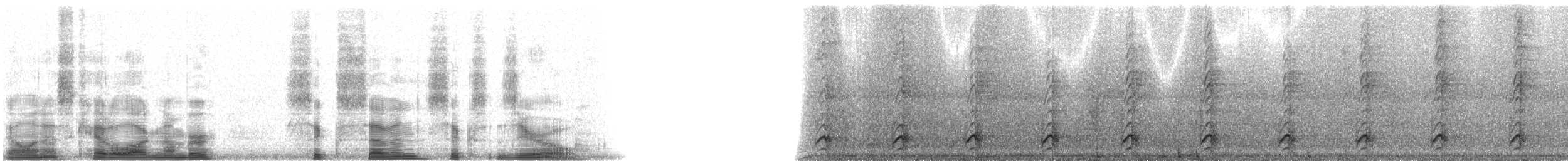Toucanet émeraude (caeruleogularis) - ML6760