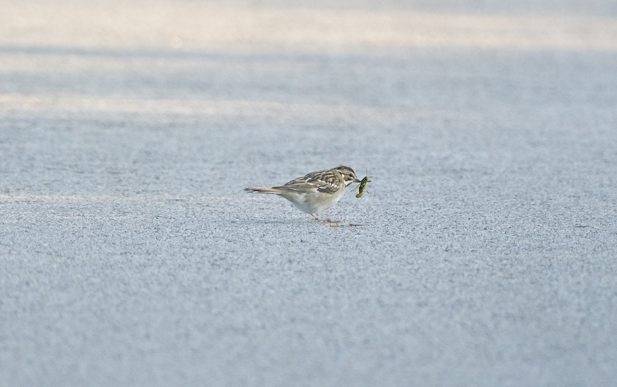 Lark Sparrow - ML67603181