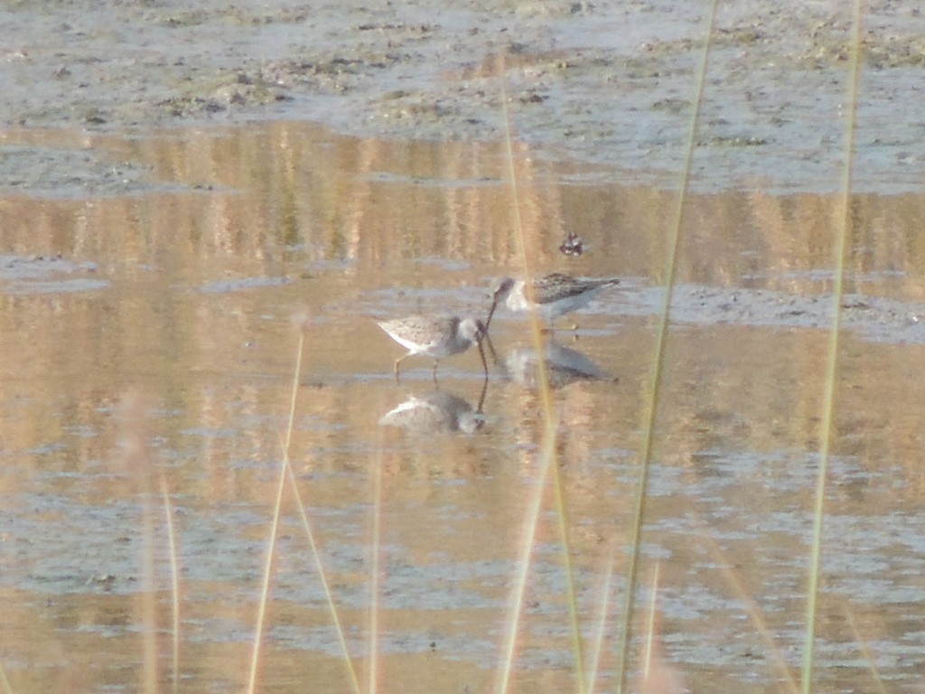 Stilt Sandpiper - ML67603741