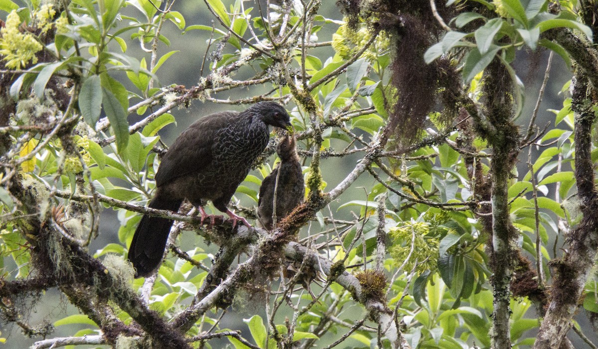 Andean Guan - Jonathan Creel