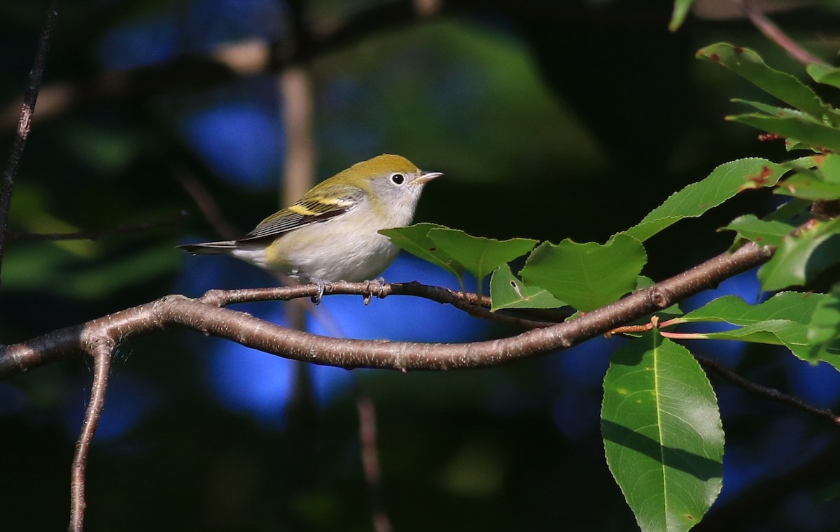 Chestnut-sided Warbler - ML67604661