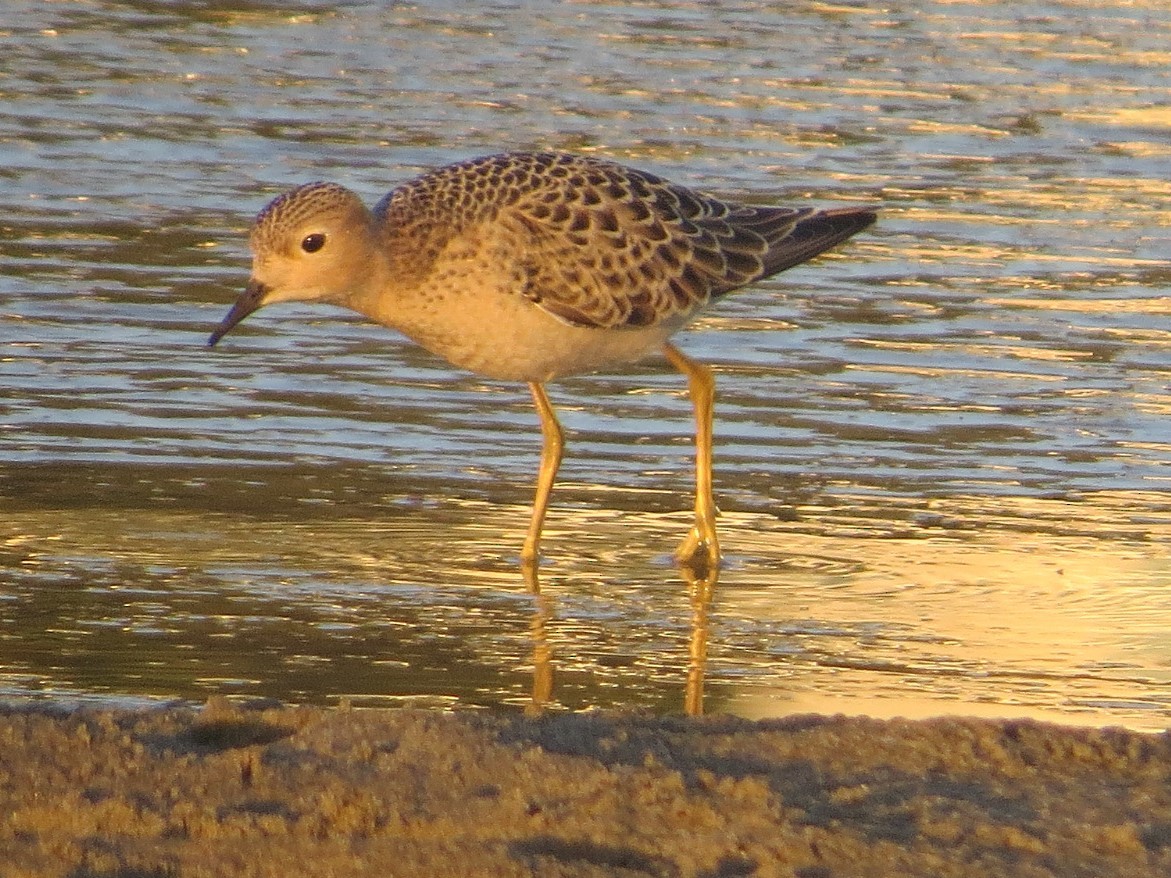 Buff-breasted Sandpiper - Isaac  Denzer