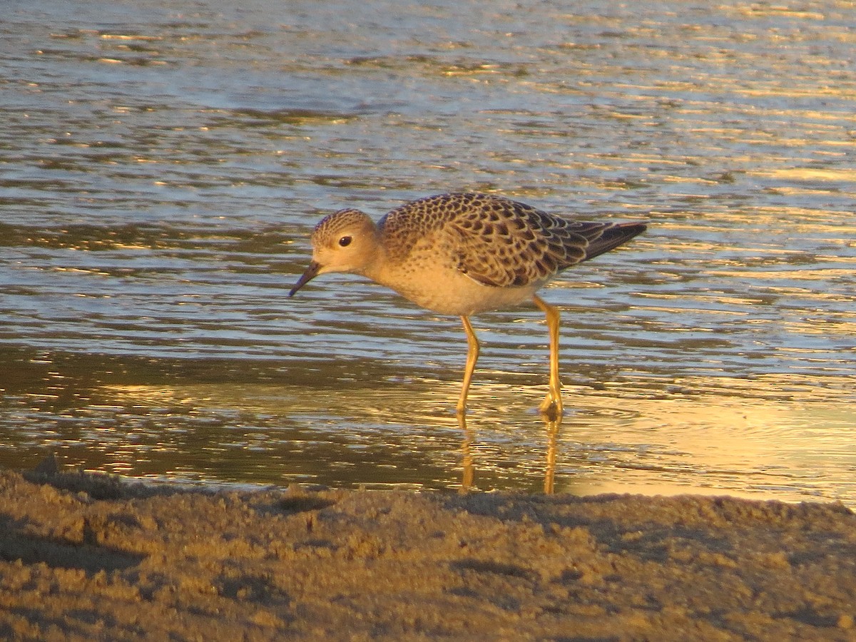 Buff-breasted Sandpiper - ML67609081