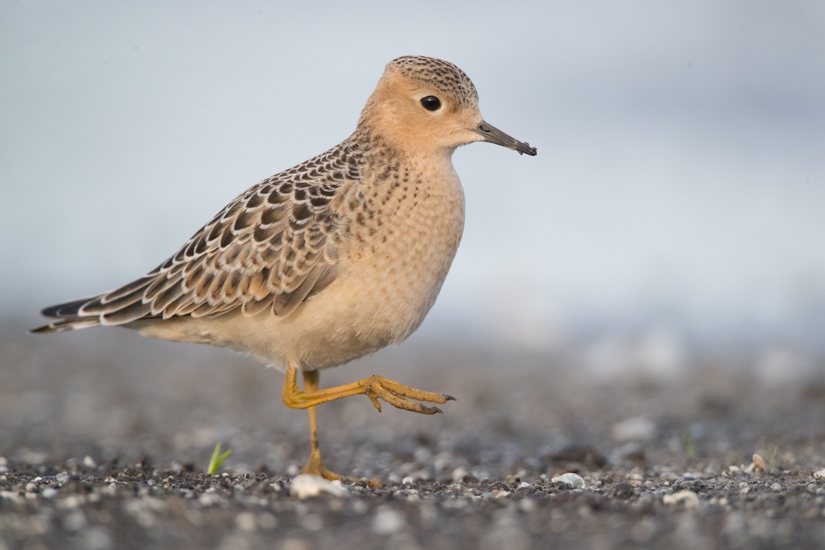 Buff-breasted Sandpiper - ML67609461