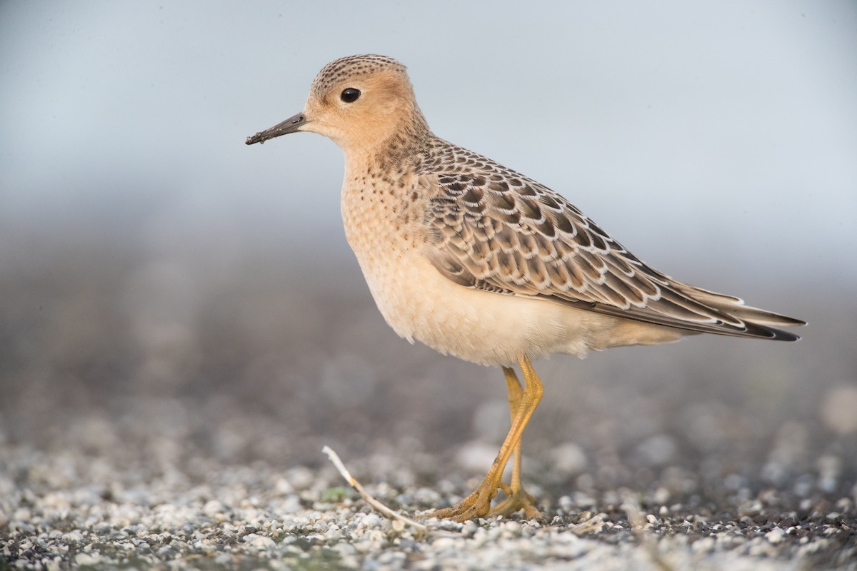 Buff-breasted Sandpiper - ML67609471