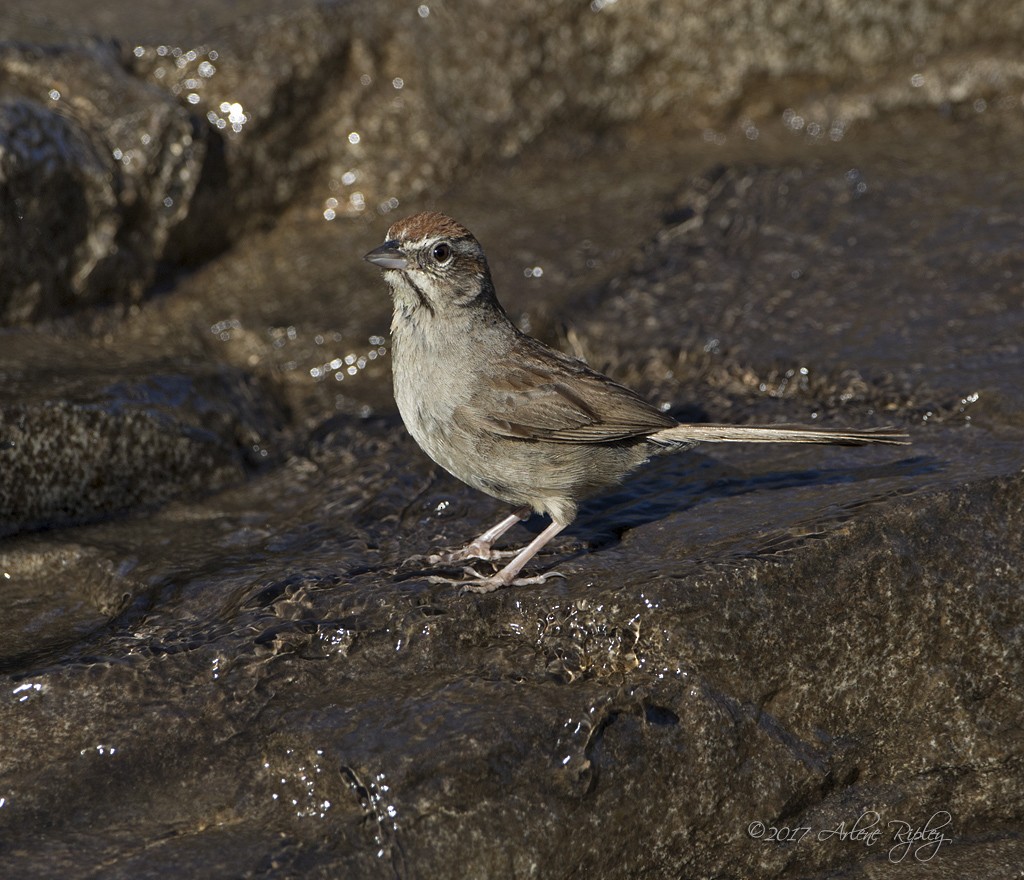 Rufous-crowned Sparrow - ML67610181