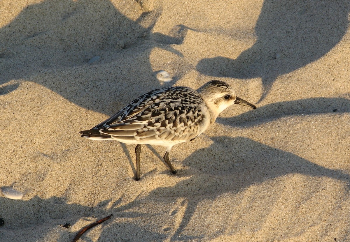 Sanderling - Anonymous