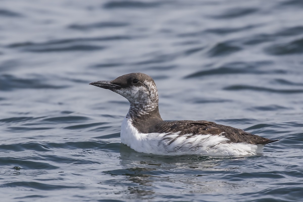 Common Murre - Eric Ellingson