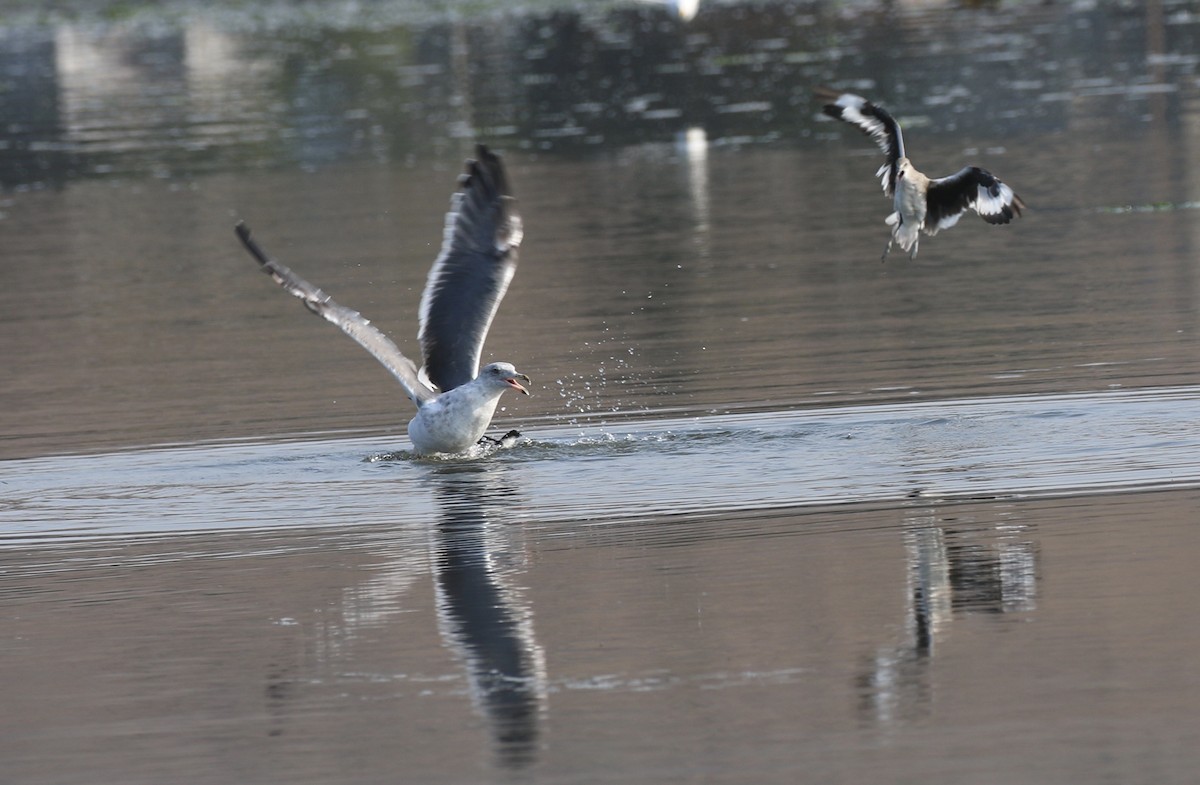 Pigeon Guillemot - ML67614531