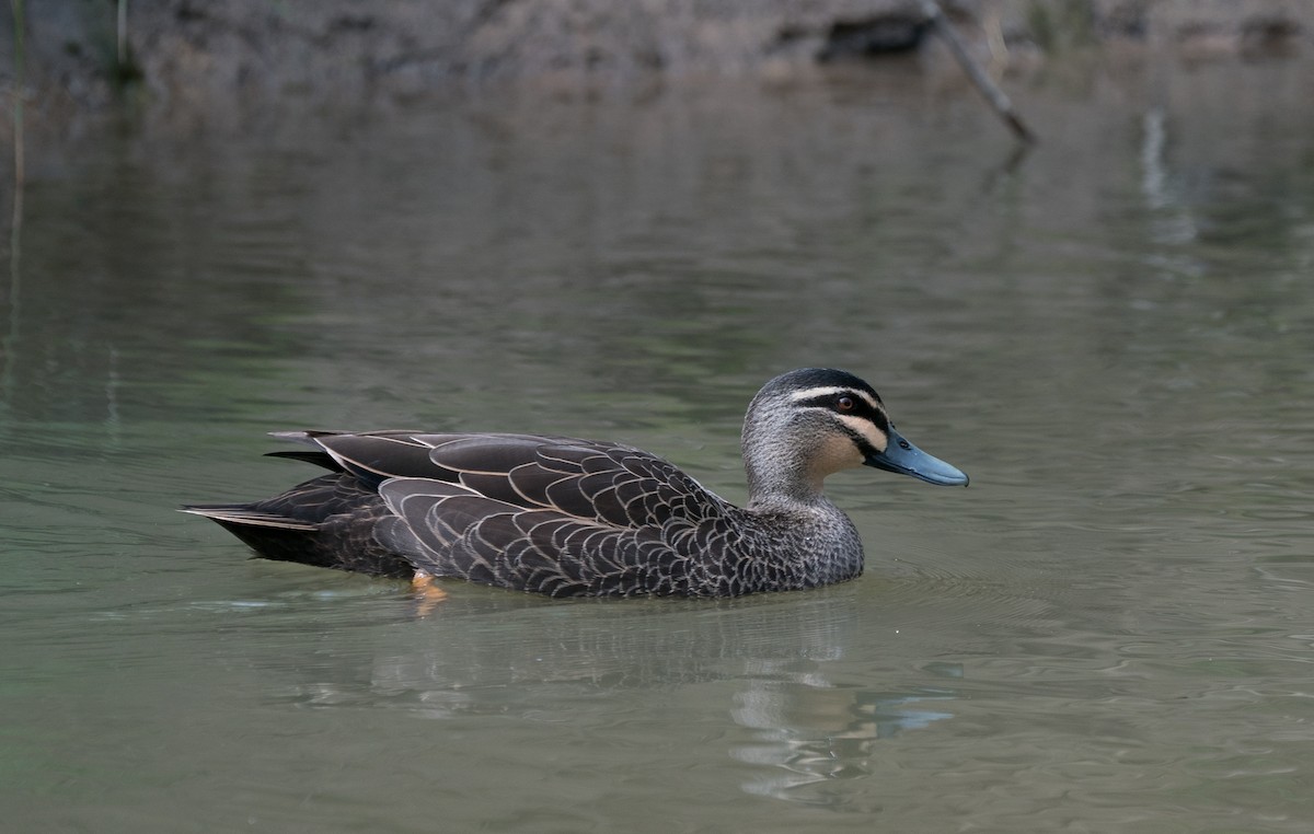 kachna pruhohlavá - ML67616061