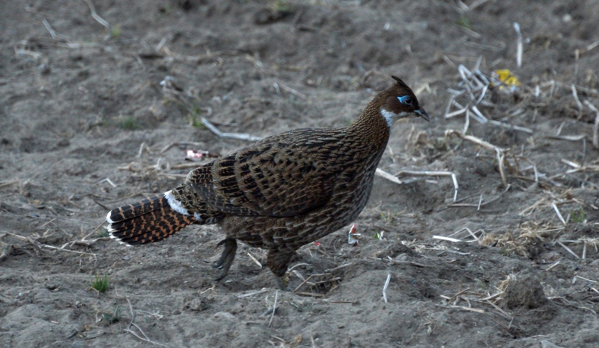 Himalaya Monalı - ML67616591