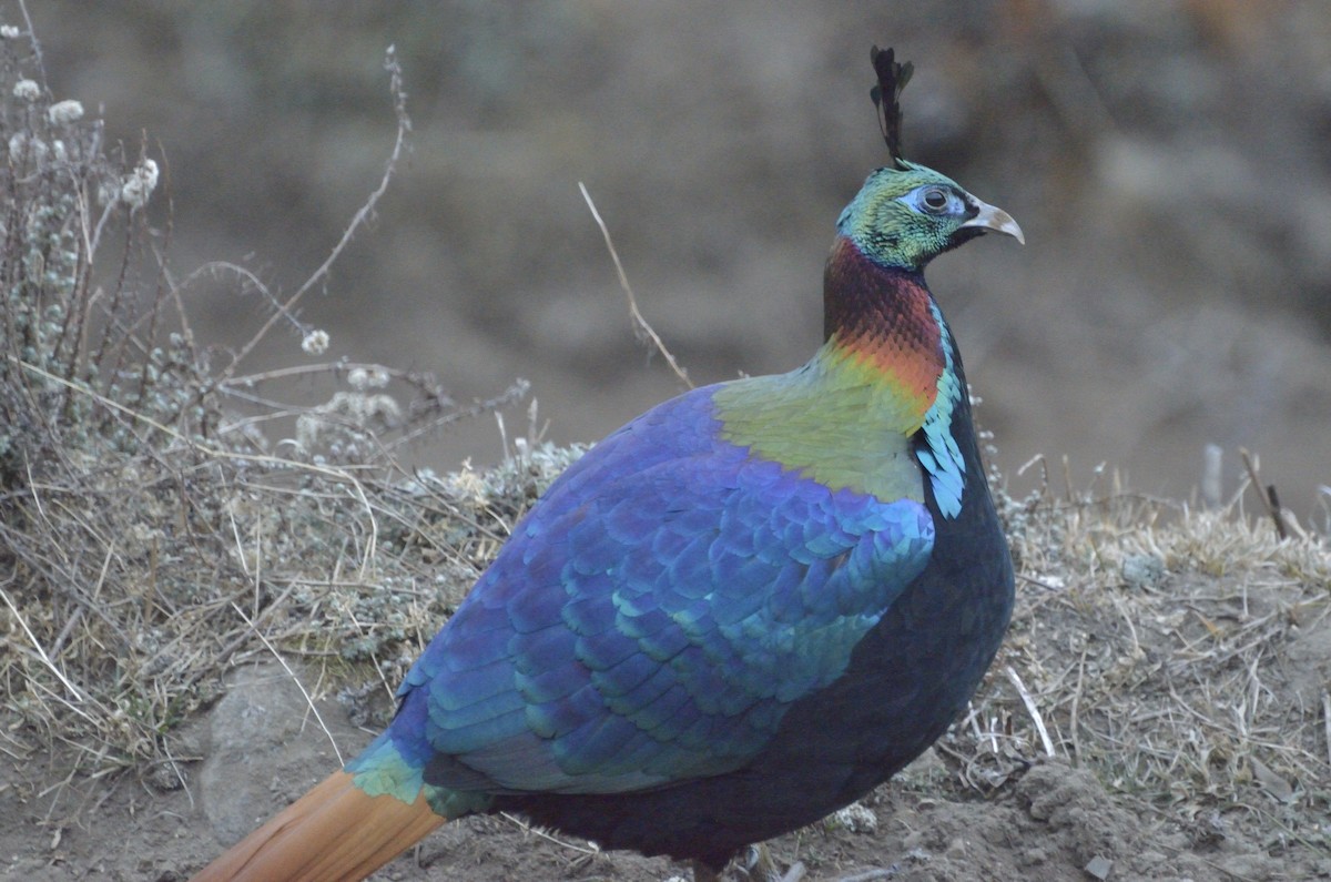 Himalaya Monalı - ML67616601