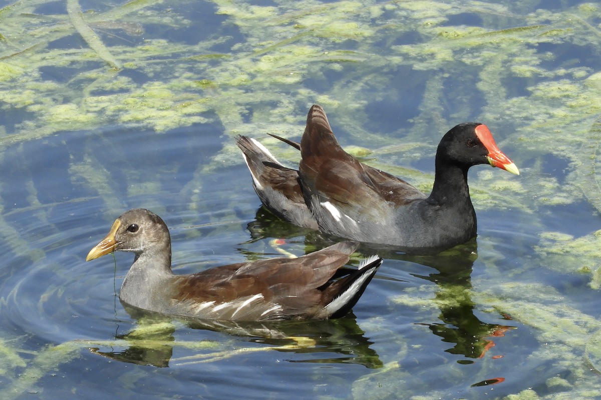 Common Gallinule - Bobbie Elbert