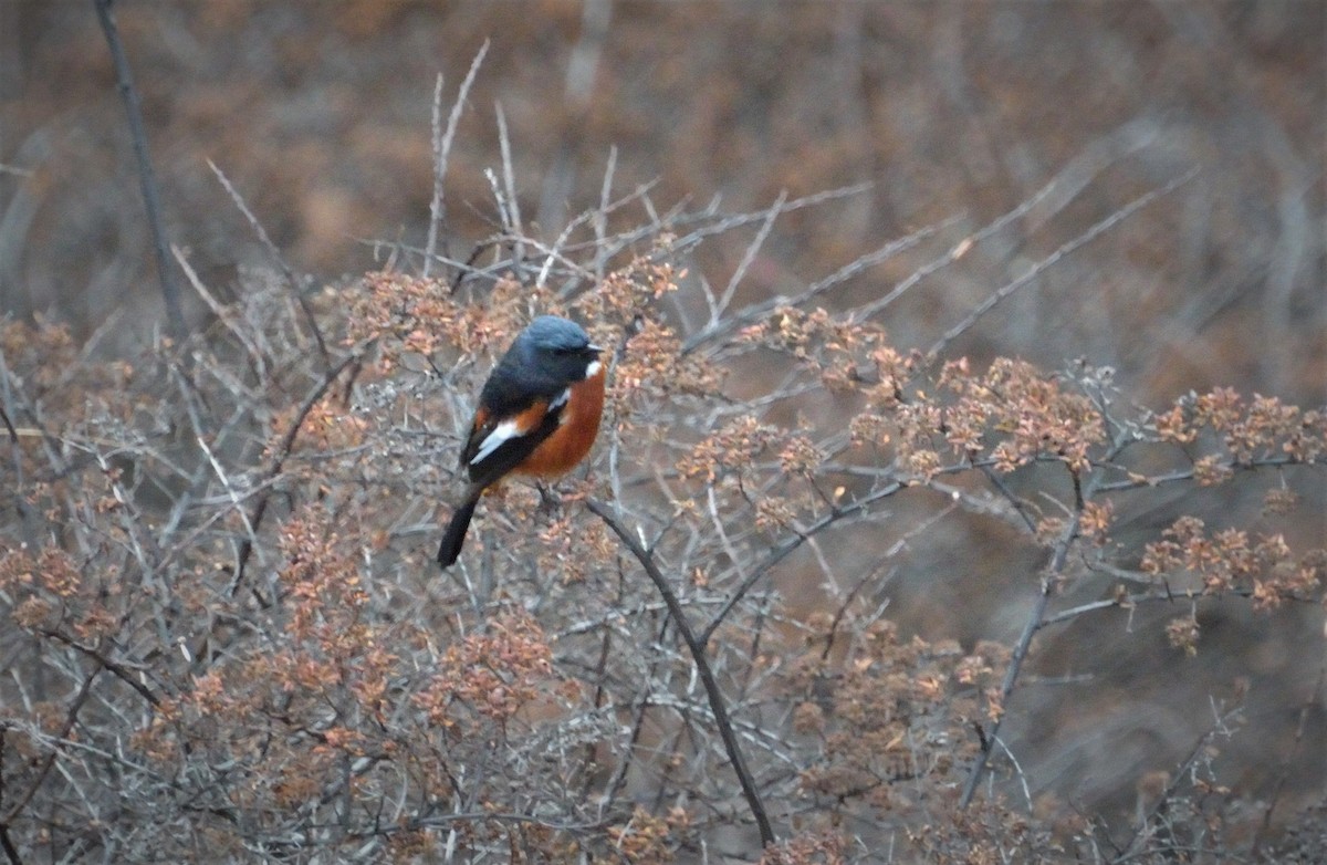 White-throated Redstart - ML67616741