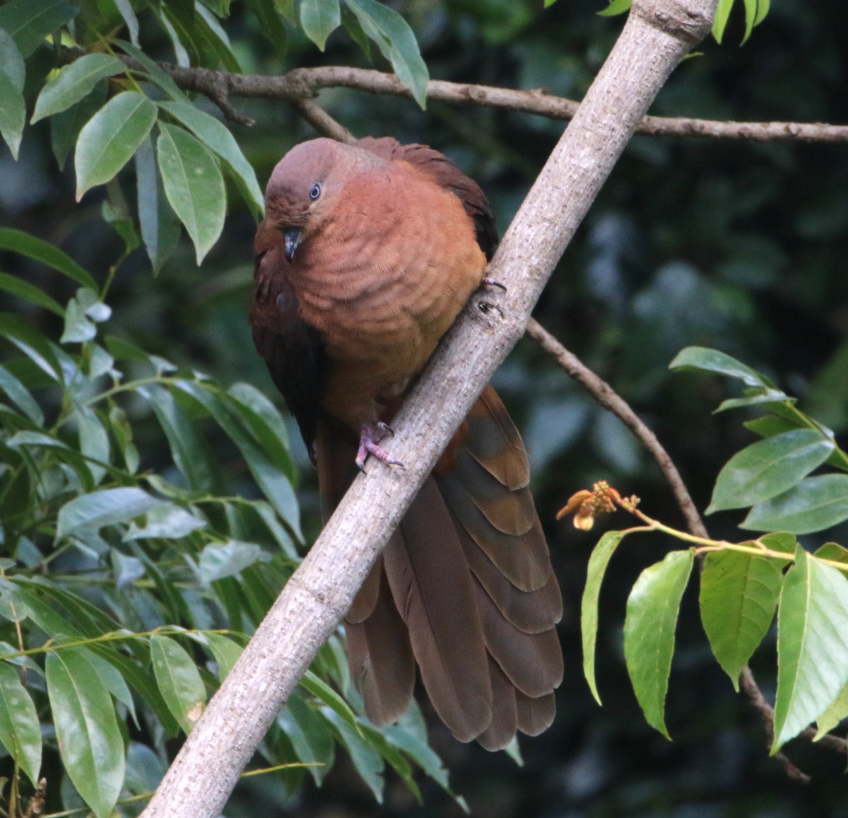 Brown Cuckoo-Dove - ML67617011